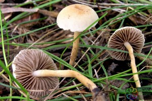 agrocybe praecox (4).jpg_product_product_product_product_product